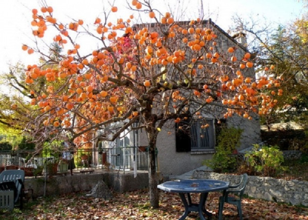 Diospyros kaki Tipo / Datolyaszilva Tipo