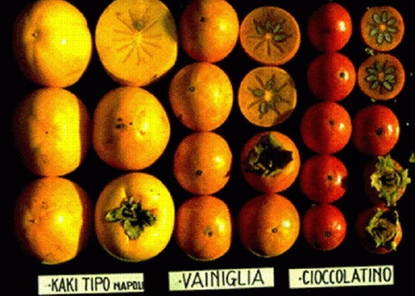 Diospyros kaki Tipo / Datolyaszilva Tipo