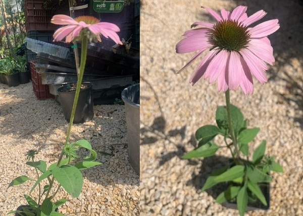 Echinacea purpurea Magnus / Magas kasvirág