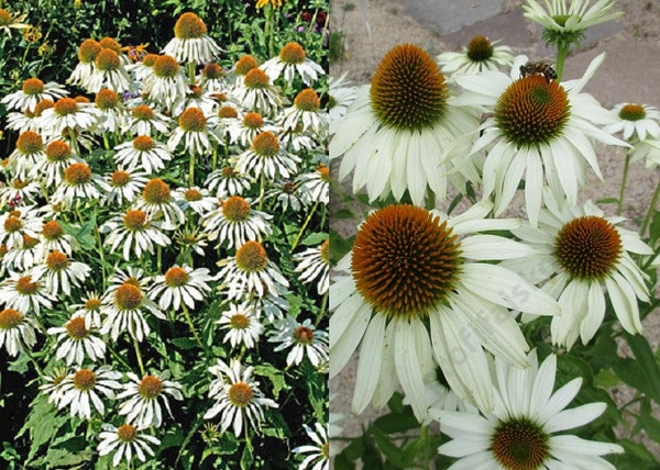 Echinacea purpurea Happy Star / Bíbor kasvirág fehér