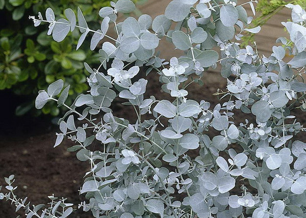 Eucalyptus gunnii / Havasi eukaliptusz