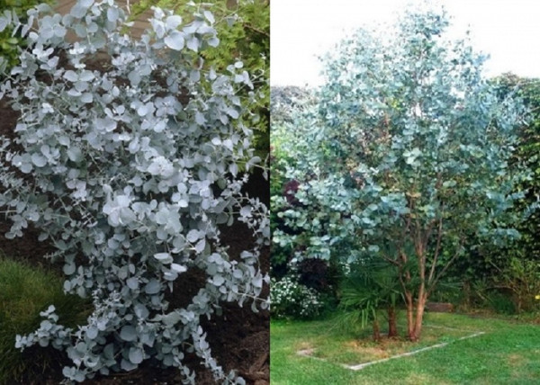 Eucalyptus gunnii / Havasi eukaliptusz