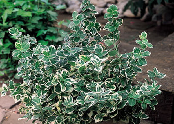 Euonymus fortunei Emerald Gaiety / Fehértarka kúszó kecskerágó