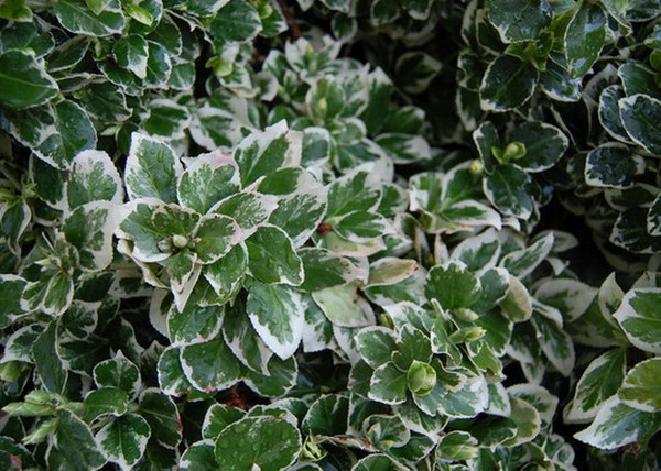 Euonymus fortunei Emerald Gaiety / Fehértarka kúszó kecskerágó