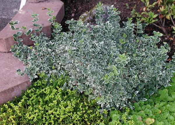 Euonymus fortunei Emerald Gaiety / Fehértarka kúszó kecskerágó