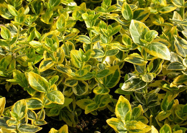 Euonymus fortunei Emerald'n Gold / Arany kúszó kecskerágó
