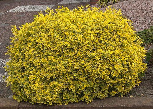 Euonymus fortunei Emerald'n Gold / Arany kúszó kecskerágó