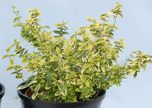 Euonymus fortunei Emerald'n Gold / Arany kúszó kecskerágó
