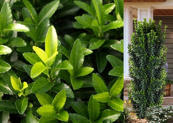Euonymus japonicus Green spire / Oszlopos japán kecskerágó Euonymus japonicus Green spire / Oszlopos japán kecskerágó