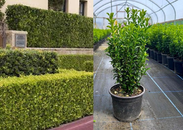 Euonymus japonicus Green spire / Oszlopos japán kecskerágó Euonymus japonicus Green spire / Oszlopos japán kecskerágó