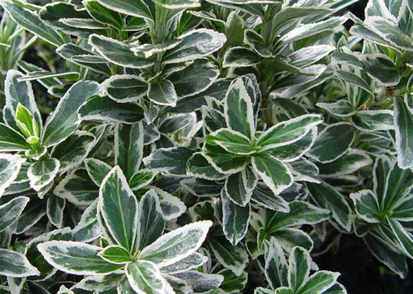 Euonymus japonicus Microphyllus Albovariegatus / Kislevelű japán kecskerágó