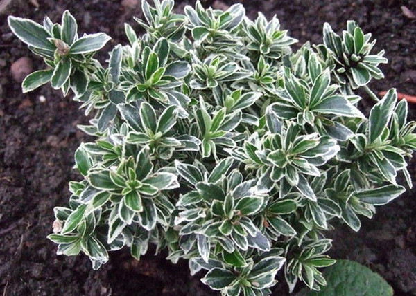 Euonymus japonicus Microphyllus Albovariegatus / Kislevelű japán kecskerágó