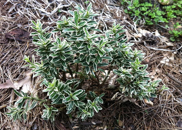Euonymus japonicus Microphyllus Albovariegatus / Kislevelű japán kecskerágó