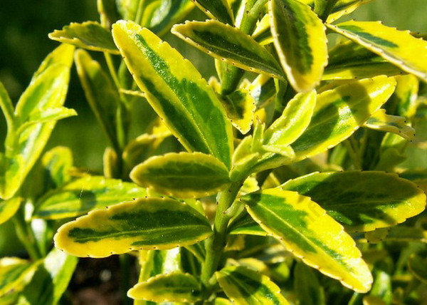 Euonymus japonicus Microphyllus Aureovariegatus / Kislevelű japán kecskerágó