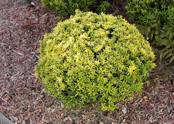 Euonymus japonicus Microphyllus Aureovariegatus / Kislevelű japán kecskerágó