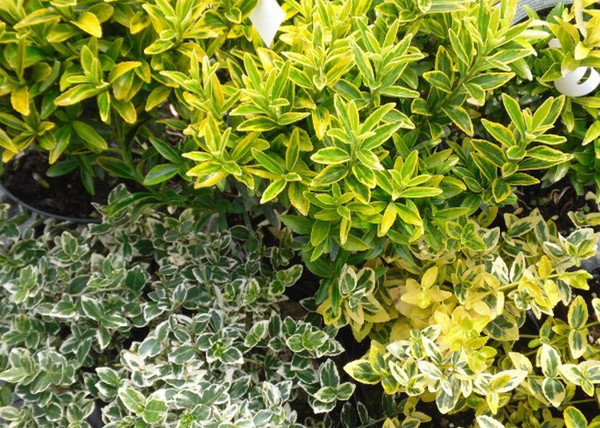 Euonymus japonicus Microphyllus Aureovariegatus / Kislevelű japán kecskerágó