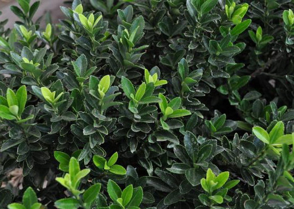 Euonymus japonicus Microphyllus / Kislevelű japán kecskerágó