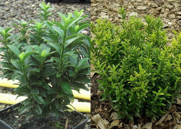 Euonymus japonicus Microphyllus / Kislevelű japán kecskerágó