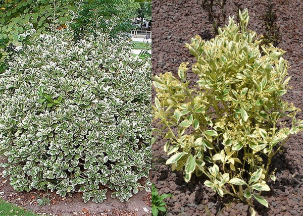 Euonymus japonicus bravo / Fehértarka japán kecskerágó