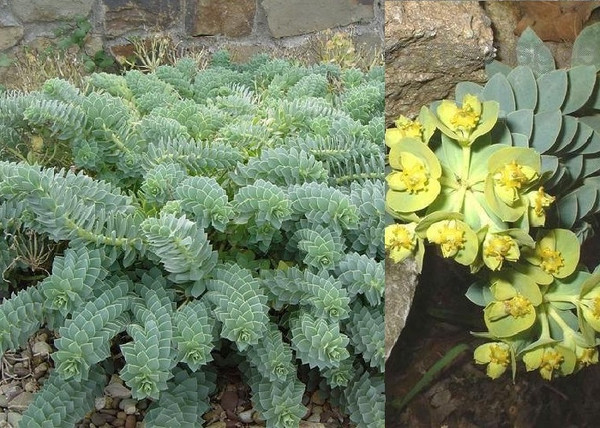 Euphorbia myrsinites / Délszaki Kutyatej