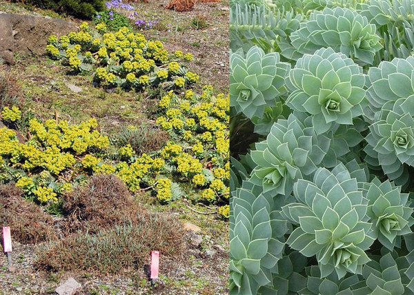 Euphorbia myrsinites / Délszaki Kutyatej