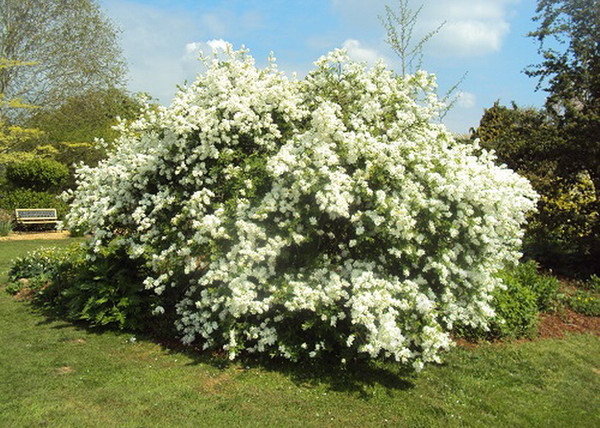 Exochorda racemosa / Fürtös gyöngycserje Exochorda racemosa / Fürtös gyöngycserje