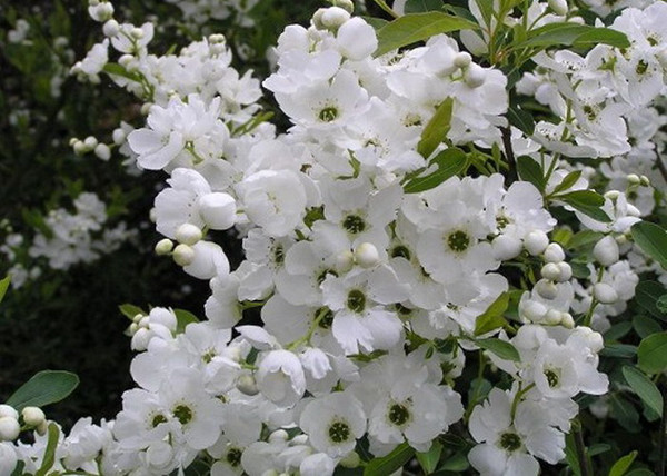 Exochorda racemosa / Fürtös gyöngycserje Exochorda racemosa / Fürtös gyöngycserje