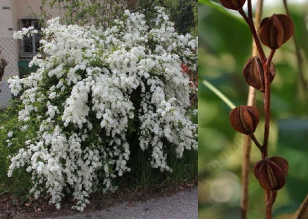 Exochorda racemosa / Fürtös gyöngycserje Exochorda racemosa / Fürtös gyöngycserje