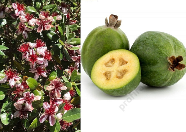 Feijoa sellowiana / Mirtuszdió vagy Acca sellowiana Feijoa sellowiana / Mirtuszdió vagy Acca sellowiana