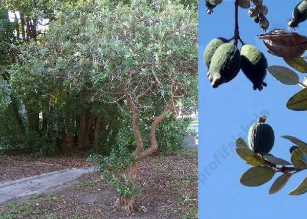 Feijoa sellowiana / Mirtuszdió vagy Acca sellowiana Feijoa sellowiana / Mirtuszdió vagy Acca sellowiana