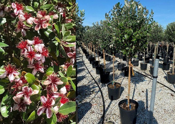 Feijoa sellowiana / Mirtuszdió vagy Acca sellowiana Feijoa sellowiana / Mirtuszdió vagy Acca sellowiana