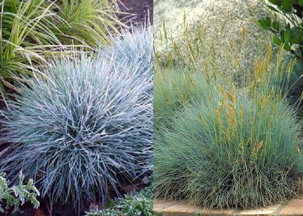 Festuca glauca Festina / Deres csenkesz
