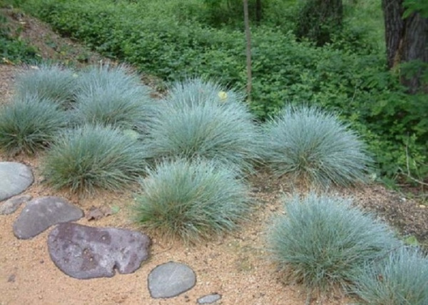Festuca glauca Festina / Deres csenkesz