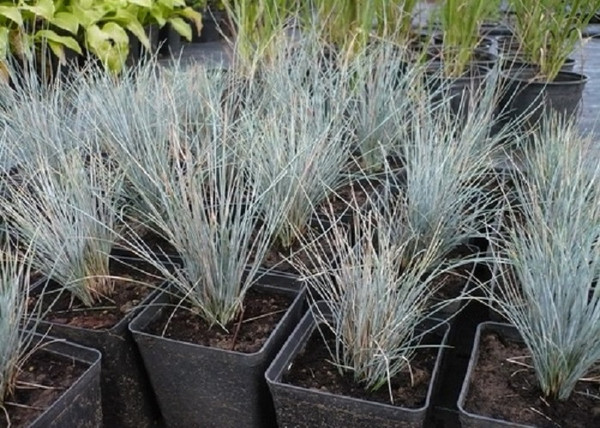 Festuca glauca Festina / Deres csenkesz