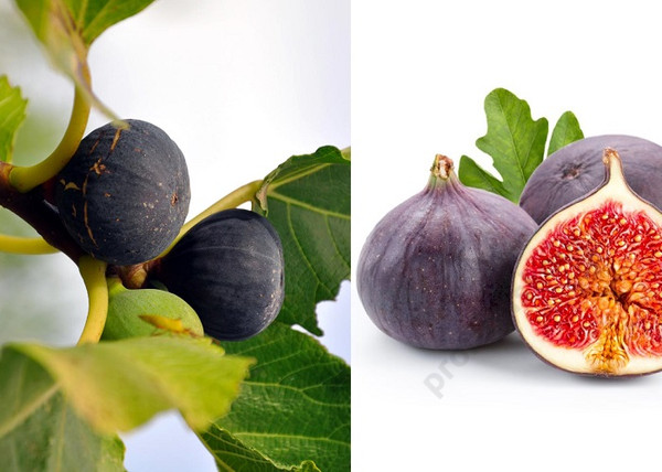 Ficus carica brogiotto nero / Lila Füge - Fügefa Ficus carica brogiotto nero / Lila Füge - Fügefa