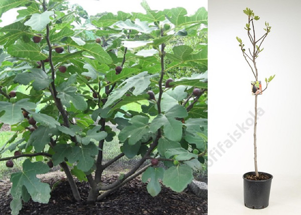Ficus carica brogiotto nero / Lila Füge - Fügefa Ficus carica brogiotto nero / Lila Füge - Fügefa