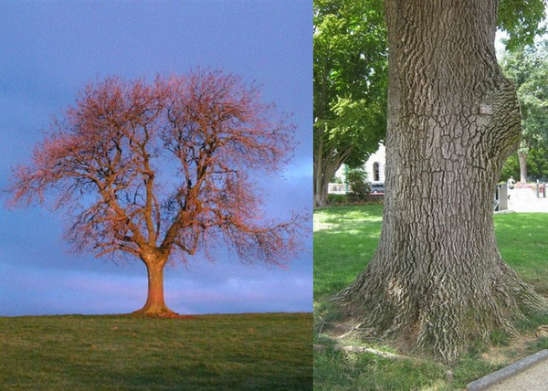 Fraxinus excelsior / Magas kőris