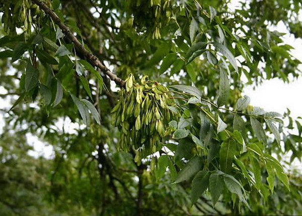 Fraxinus excelsior / Magas kőris