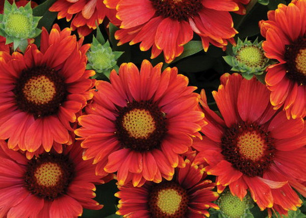 Gaillardia grandiflora Burgunder / Kokárdavirág piros
