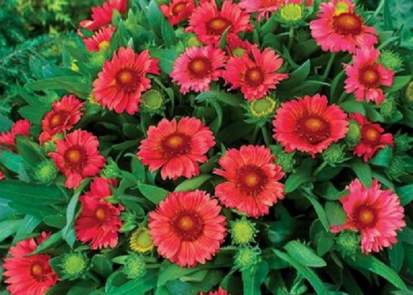 Gaillardia grandiflora Burgunder / Kokárdavirág piros