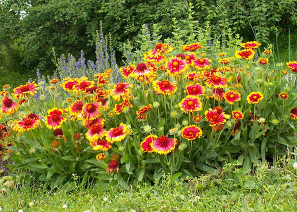 Gaillardia grandiflora kobold / Törpe kokárdavirág
