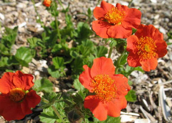 Geum coccineum / Skarlátvörös gyömbérgyökér Geum coccineum / Skarlátvörös gyömbérgyökér