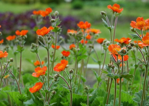 Geum coccineum / Skarlátvörös gyömbérgyökér Geum coccineum / Skarlátvörös gyömbérgyökér