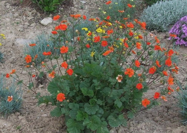 Geum coccineum / Skarlátvörös gyömbérgyökér Geum coccineum / Skarlátvörös gyömbérgyökér