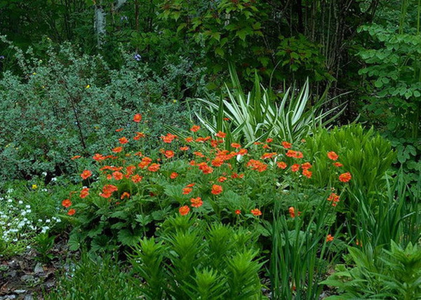 Geum coccineum / Skarlátvörös gyömbérgyökér Geum coccineum / Skarlátvörös gyömbérgyökér