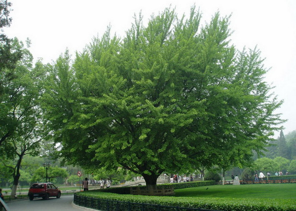Ginkgo biloba / Páfrányfenyő