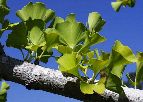 Ginkgo biloba / Páfrányfenyő