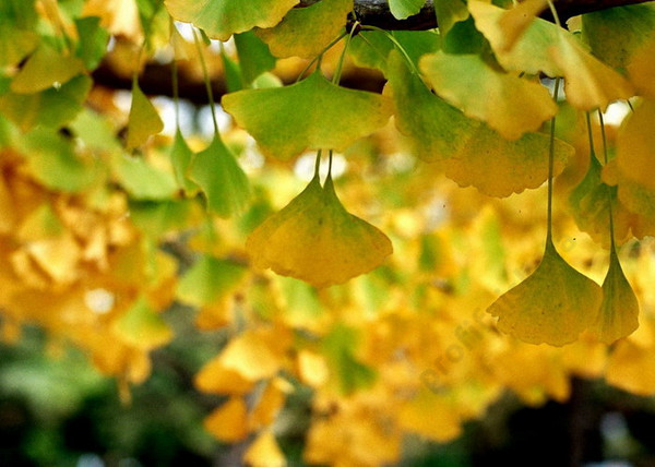 Ginkgo biloba / Páfrányfenyő