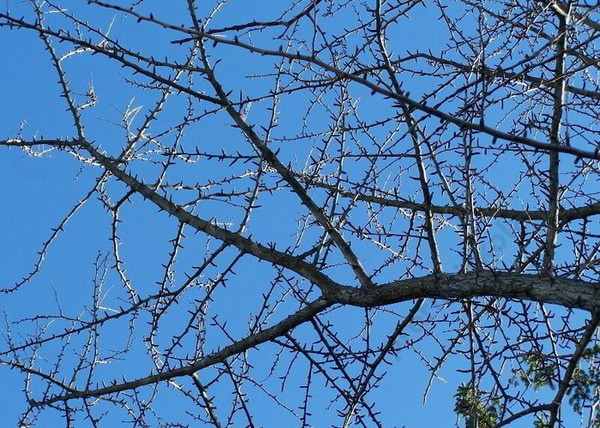 Ginkgo biloba / Páfrányfenyő