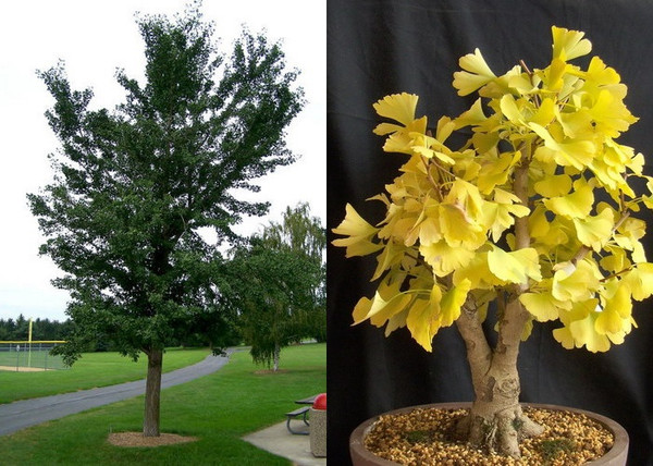 Ginkgo biloba / Páfrányfenyő